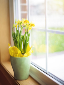 Yellow flower next to a replacement window