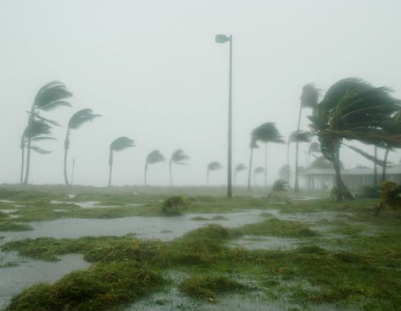 palm trees blowing in hurricane force winds